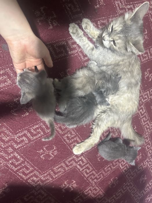 Котята отдам в хорошие руки