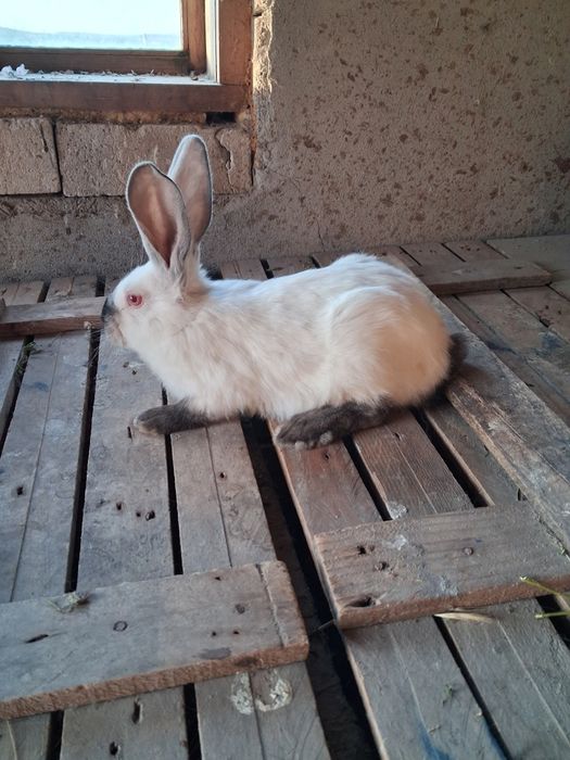 Urias de Transilvania