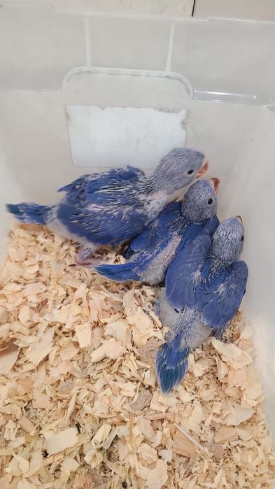 Pui blanzi Micul Alexandru violet Alexander