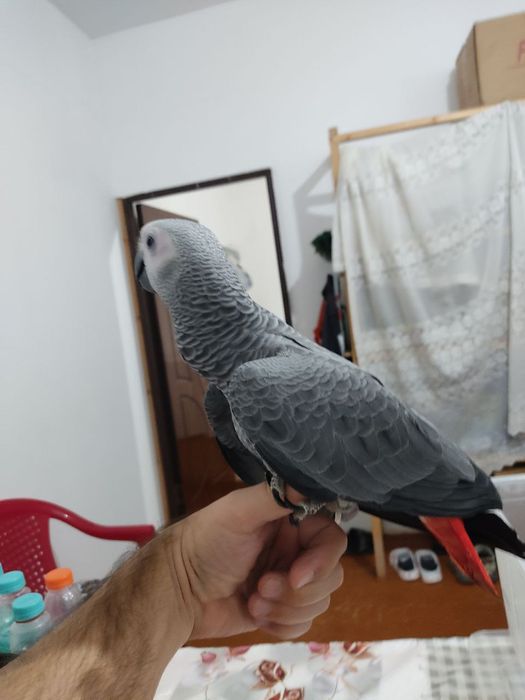 Птица. Жако. Ручной