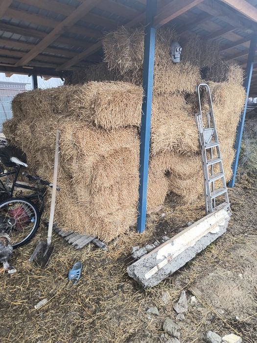 Vând baloți de paie de grau