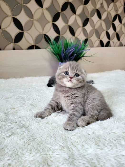 Шотландские скоттиш фолд