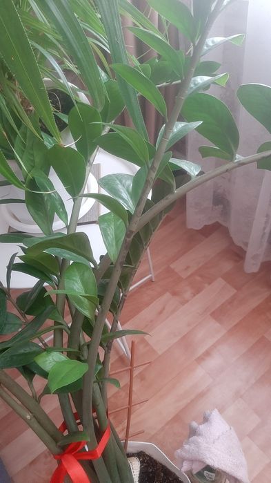 Цветок ,долларовый  отросток,
