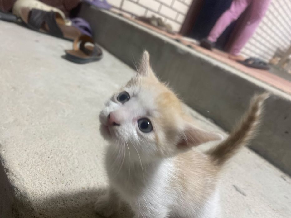 Котенок мальчик бесплатно