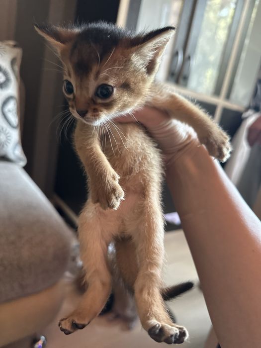 Продам Абиссинских  котят