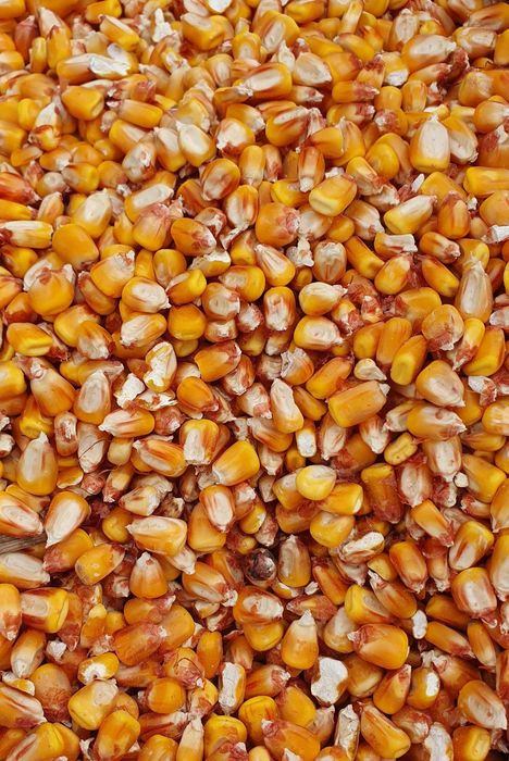 Cereale de vânzare