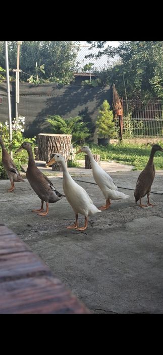 Rațe indiene alergătoare