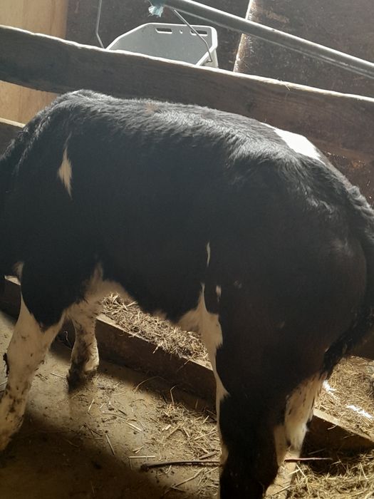 Vând vitea de lapte, are 3 săptămâni, mai multe detalii la telefon nr:0749830632