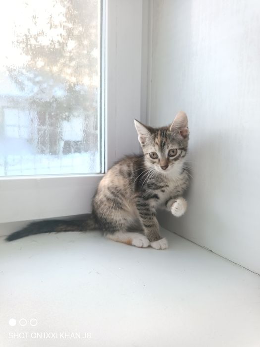 Отдаем котят в хорошие руки