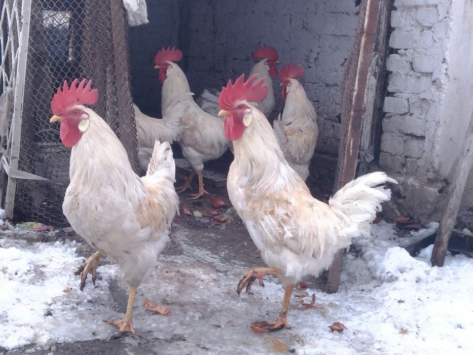 Продаются домашние петухи