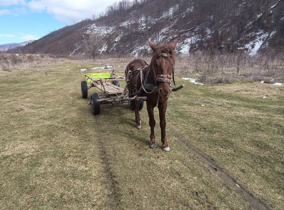 De vânzare armăsar de 7 pe 8 ani