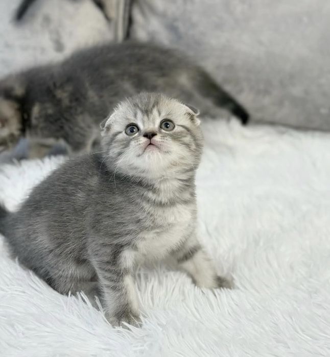 Шотландские котята Скоттиш Фолд
