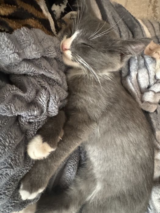 Котята бесплатно в добрые руки