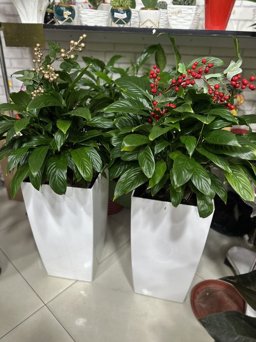 Комнатные растения