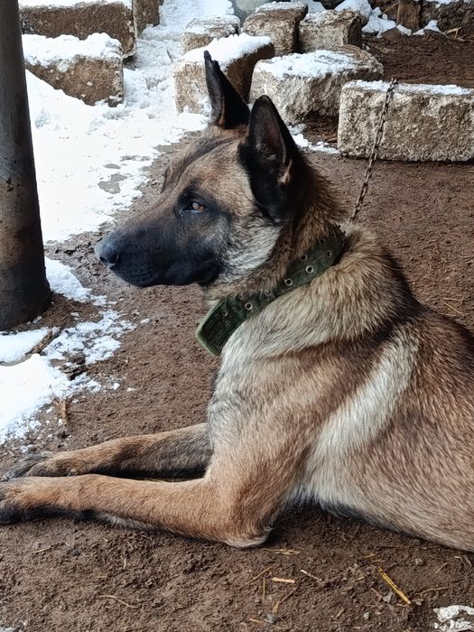 Овчарка бельгийский