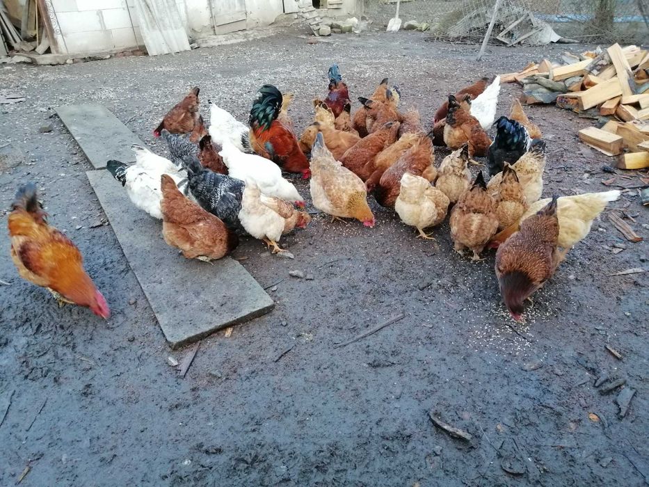 Vând Păsări bio crescute la țară