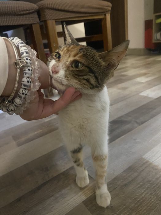 Donez pui de pisica calico