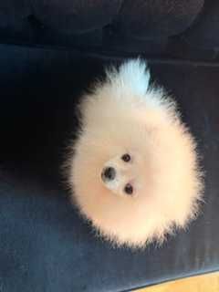 Pomeranian, mascul cu pedigree, rasa pura