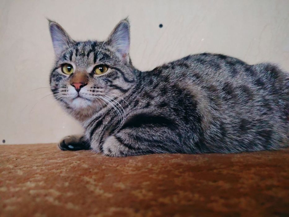 Кошка девочка домашняя