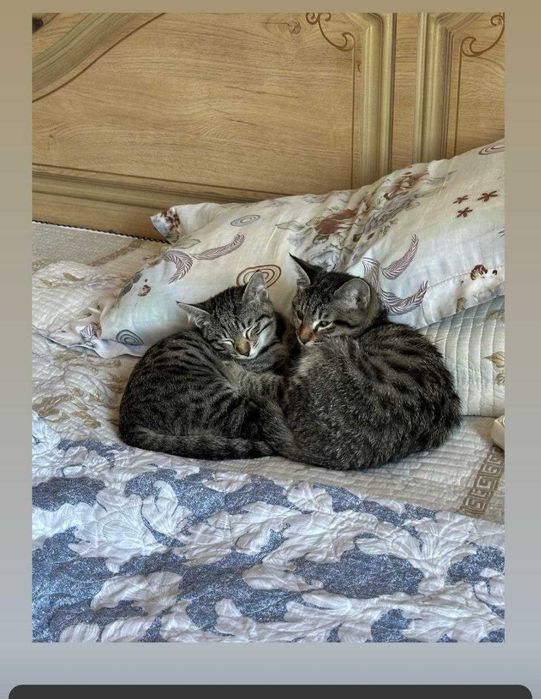 Мушуклар сотилади