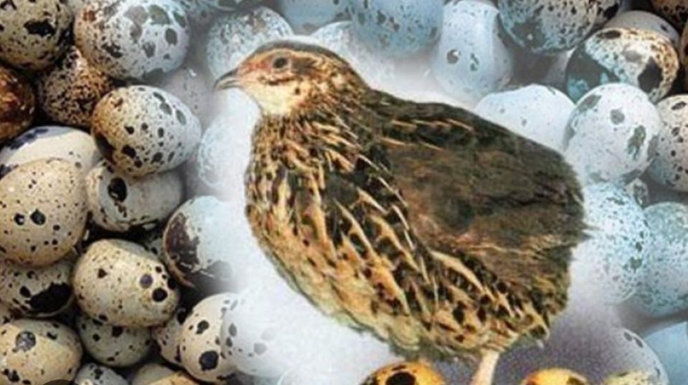 Бөдене и бөдене жұмыртқасы