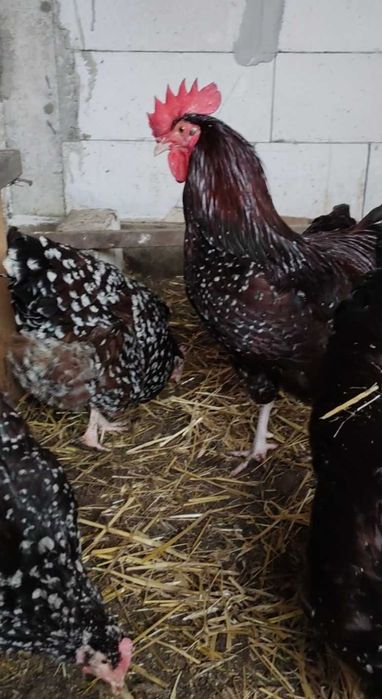 Ouă incubație Sussex