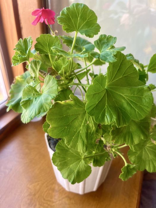 Продам саженцы пеларгонии ( герань)