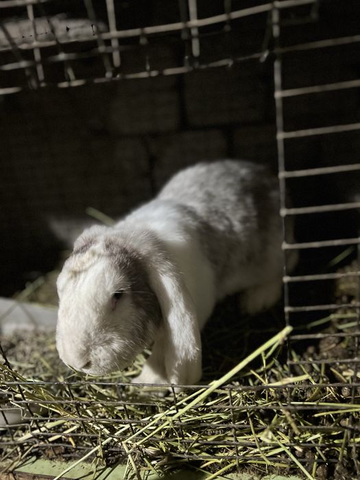 Французский вислоухи кролик