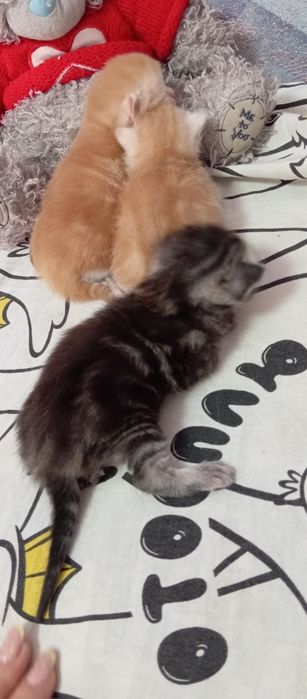 Шотландские котята