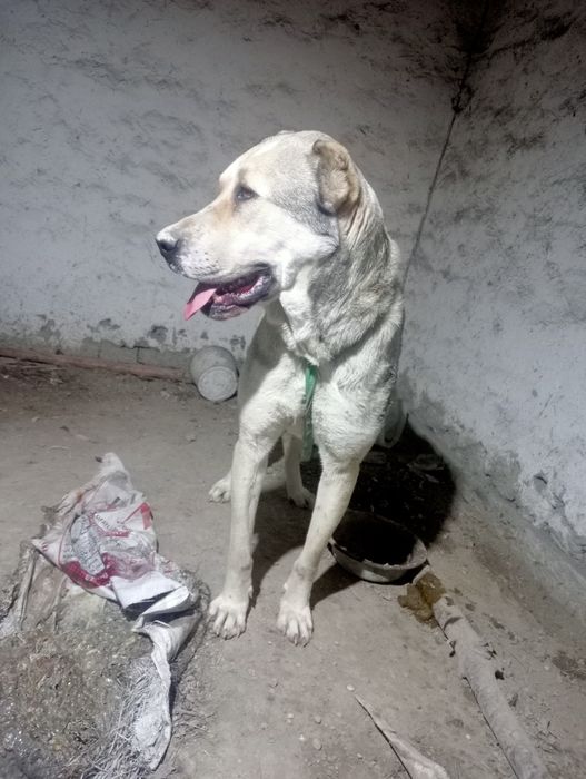 Продаётся Кангал алабай