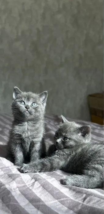 Девочки серый окрасы 1.5 мес