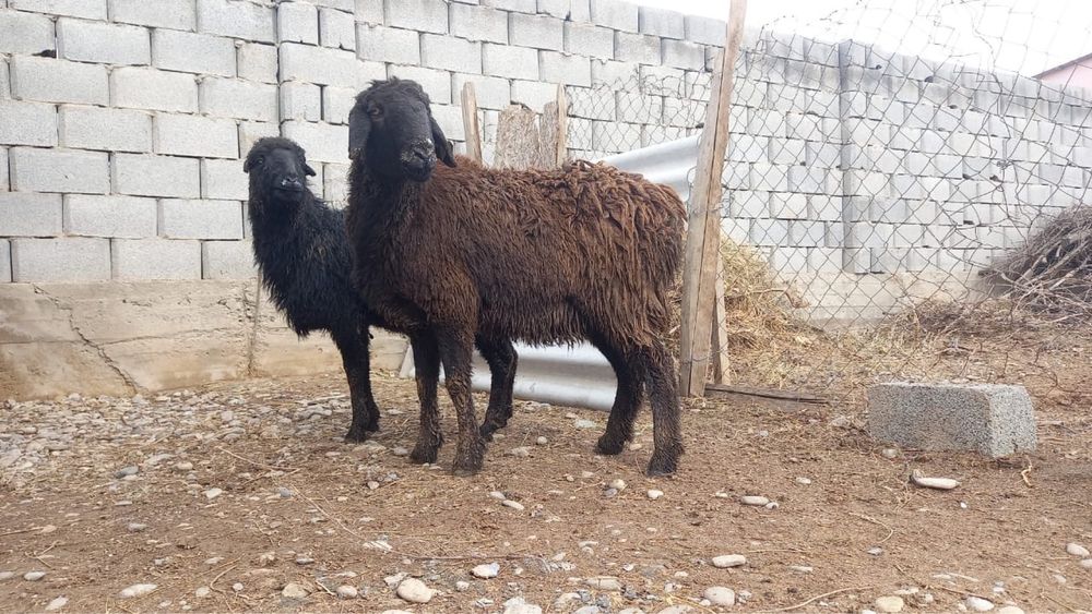 Жас Қой буазы сатылады