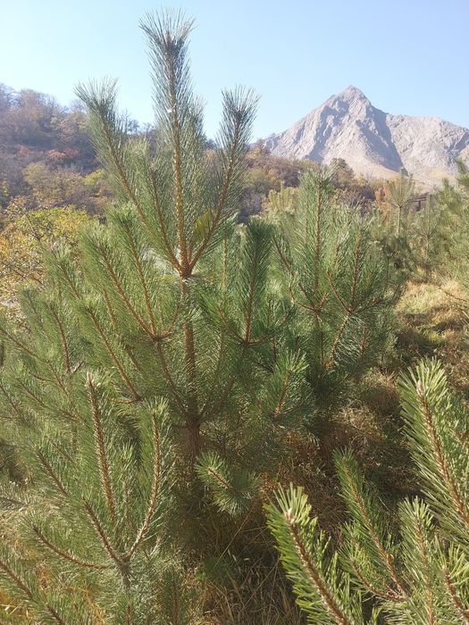 Крымская сосна — с собственного питомника, оптом