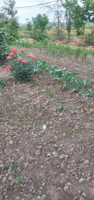 Quruq yer sotiladi 23 sotxli.