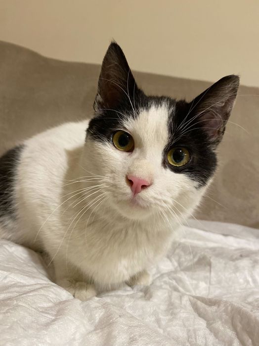 Котенце момче 6 мес