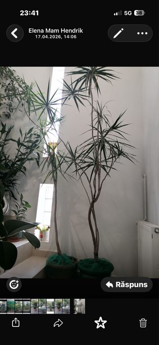 Plante verzi de vânzare