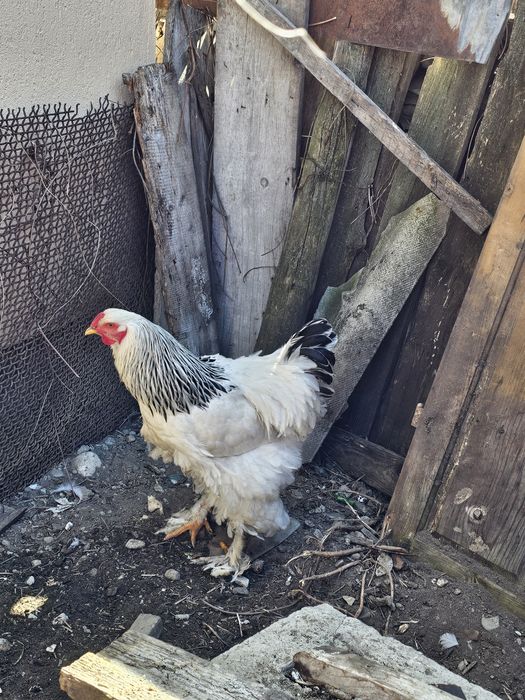 Cocoș Brahma de vanzare