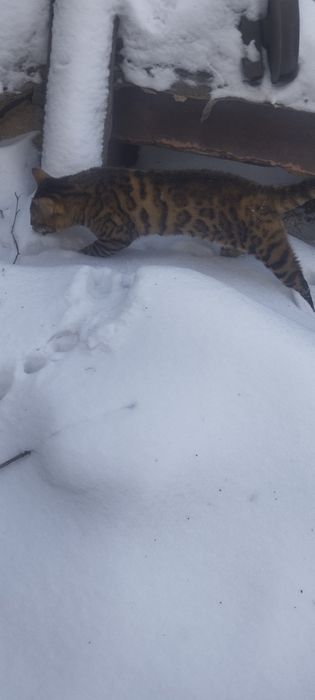 Продам бенгальского кота