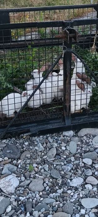 Uriaș de Transilvania. De 3 luni