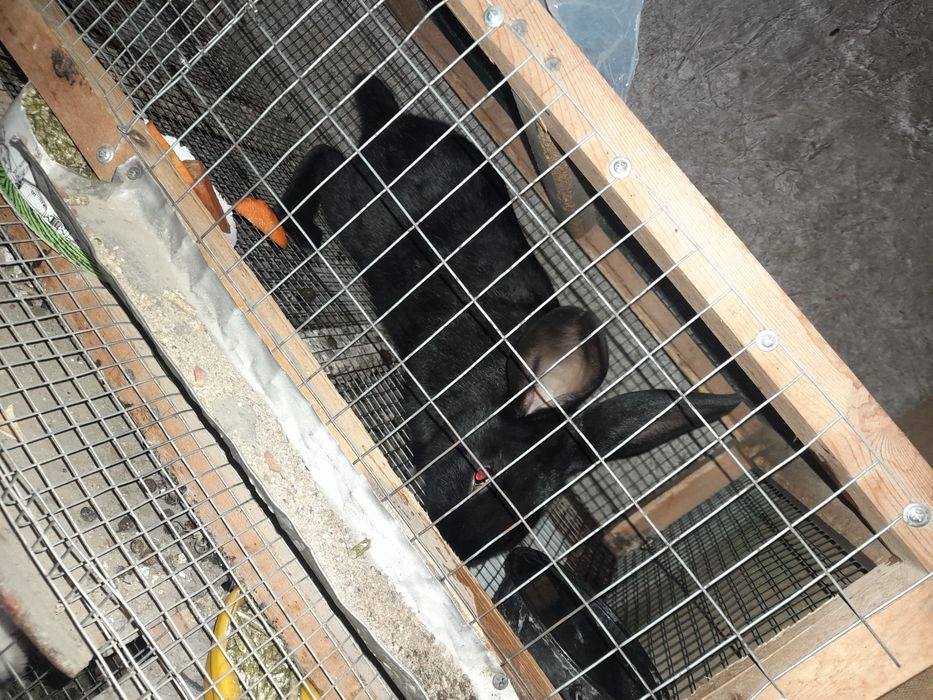 Quyon aralash 170min kelishamiz 4yarim oyli