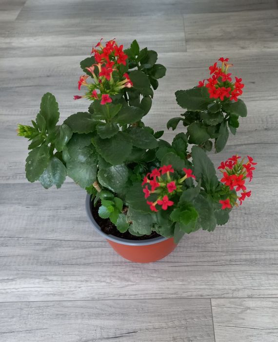 Kalanchoe blossfeldiana
