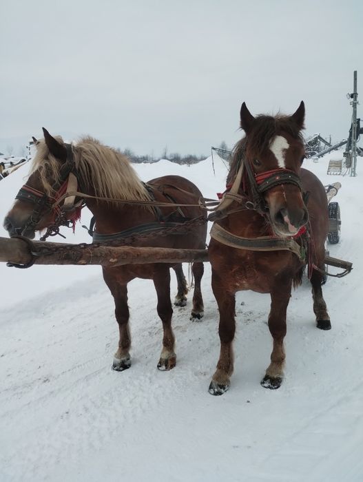 De vanzare iapa de 6 ani cu manza de 1 an jumate