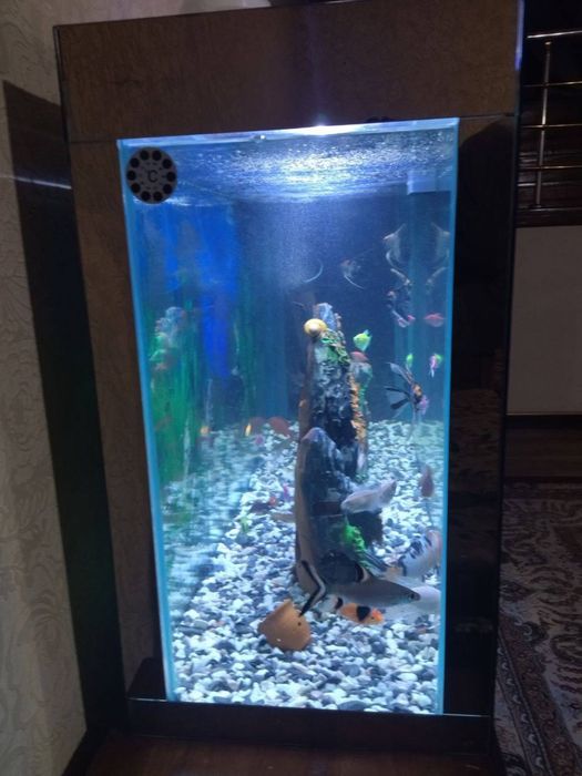 Akvarum sotiladi srochna