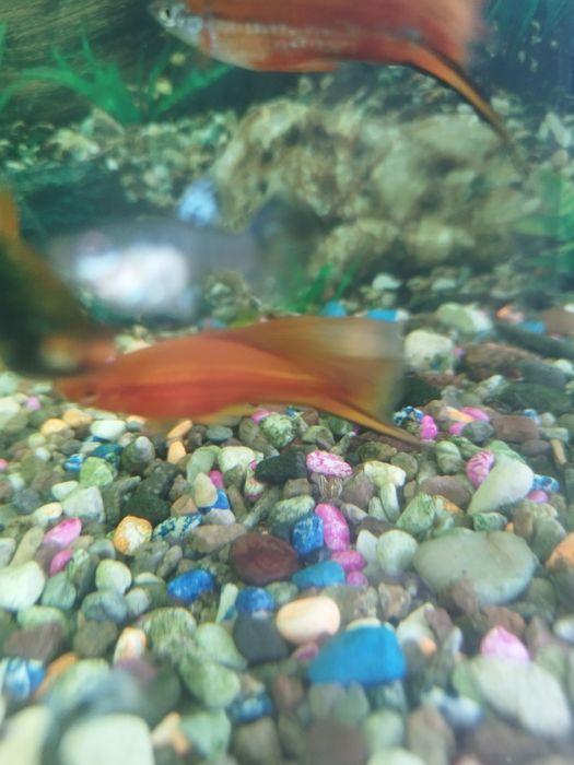 Самец меченосец флаговый