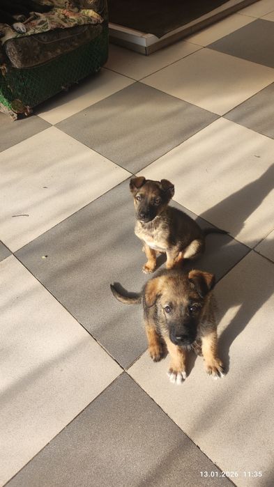 Щенки двух и пятимесячные в добрые руки