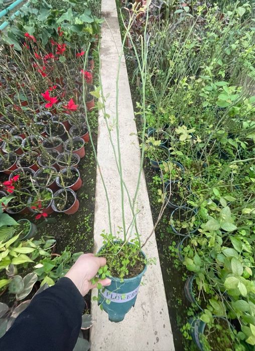 Голубика в Узбекистане