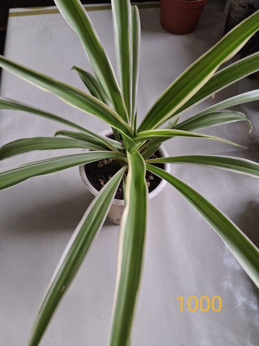 Продам комнатные растения