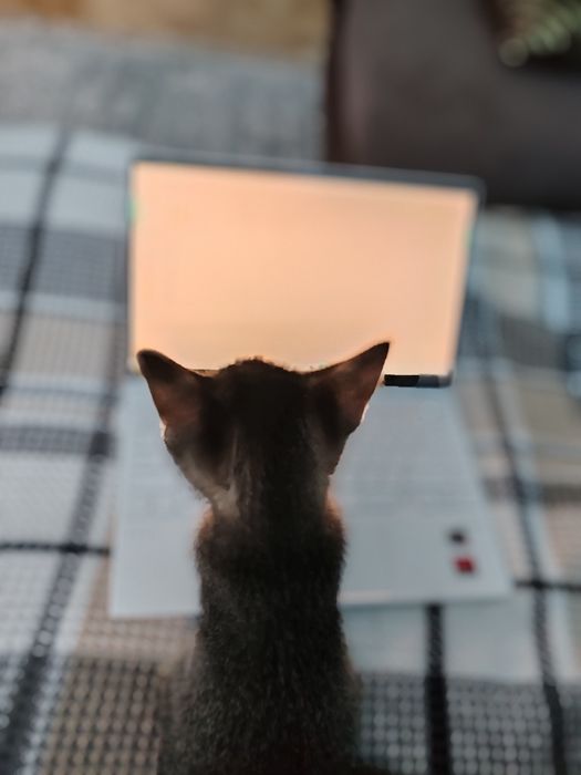 Отдам котенка в добрые руки