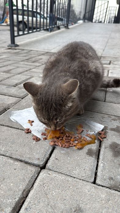 В добрые руки котик-найдёныш