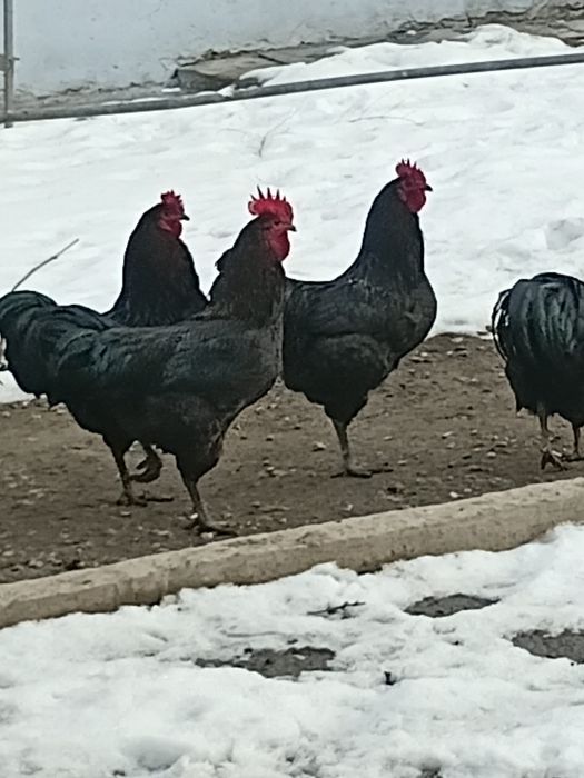 Петухи 2025 молодняк